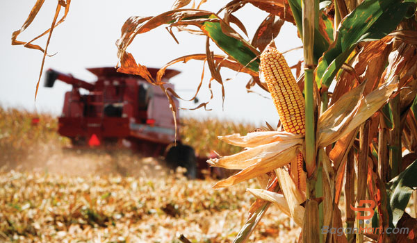 how do combine harvest corn.jpg